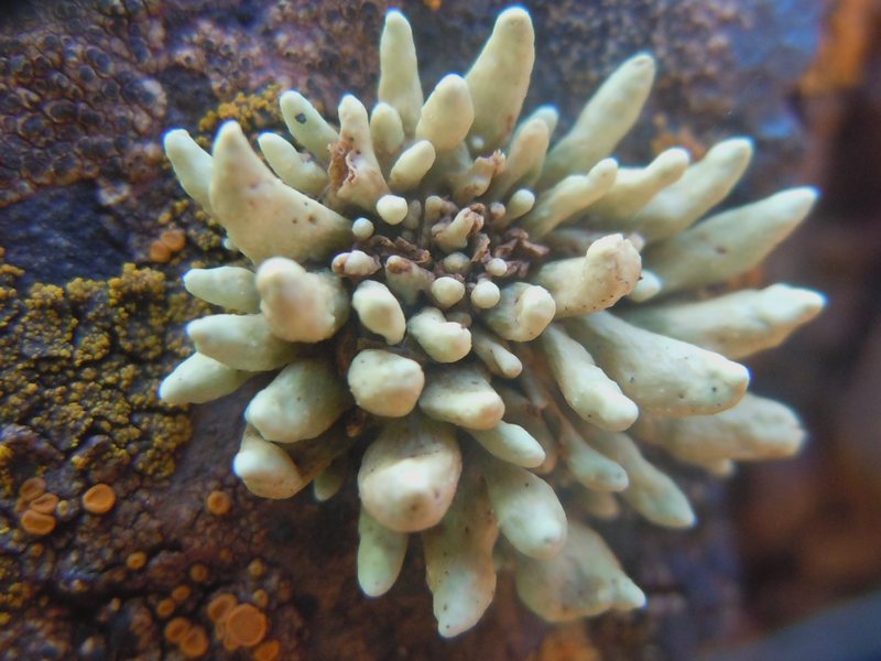 Ramalina dalle falesie dell''isola di San Pietro